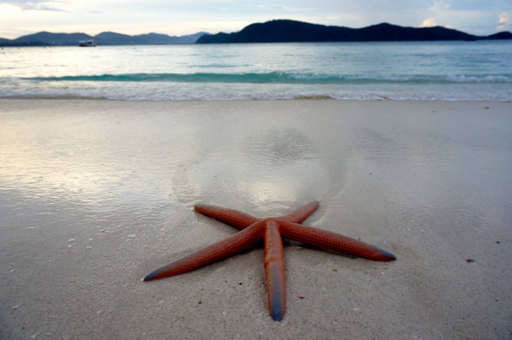 starfish phuket