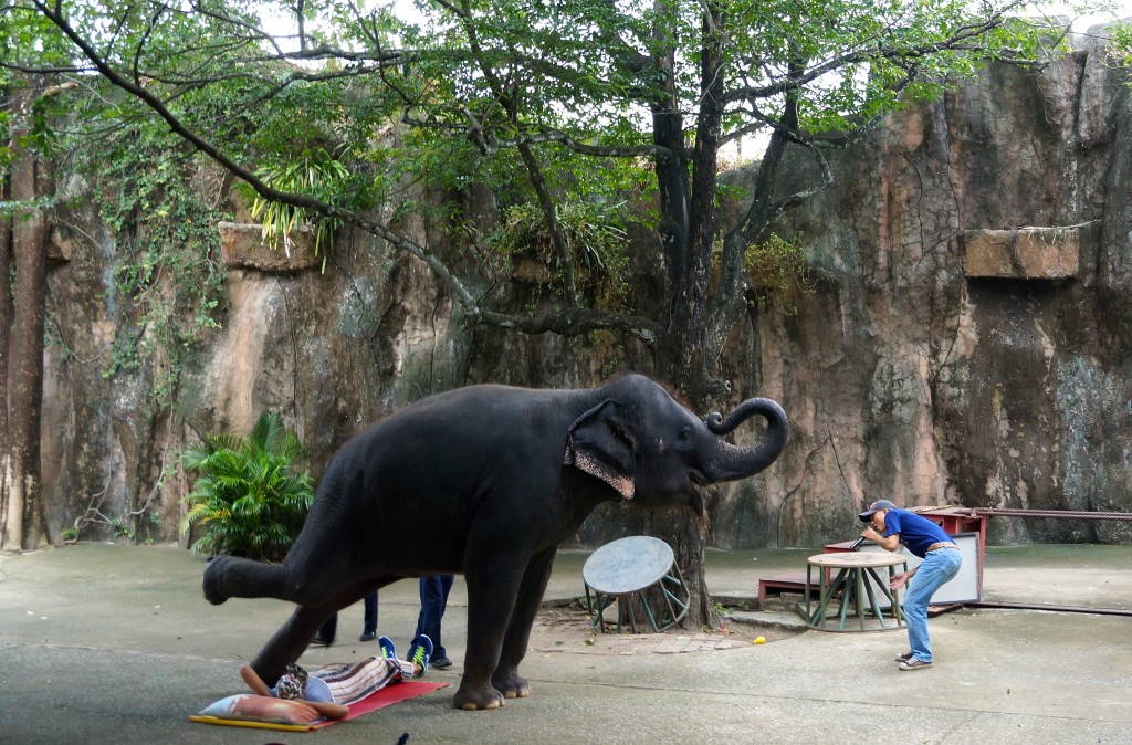 elephant massage