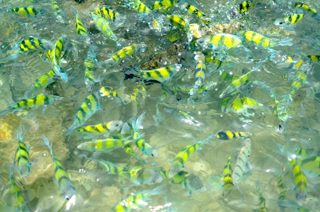 here fishy fishy krabi