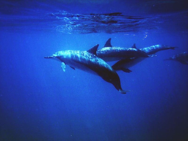dolphins