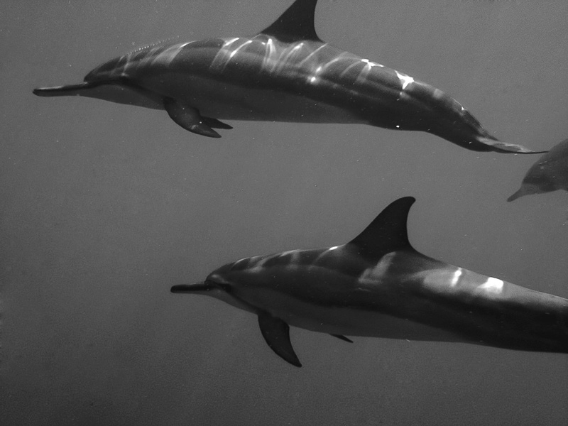 dolphins3